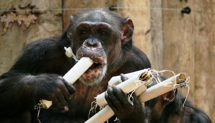 zoo krefeld schimpanse