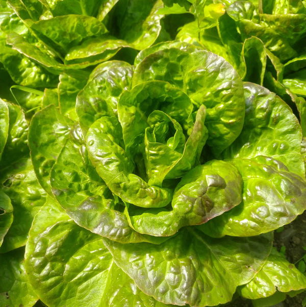 salade-batavia