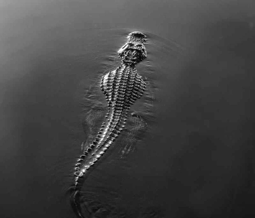 Alligators, a common site in Florida lakes