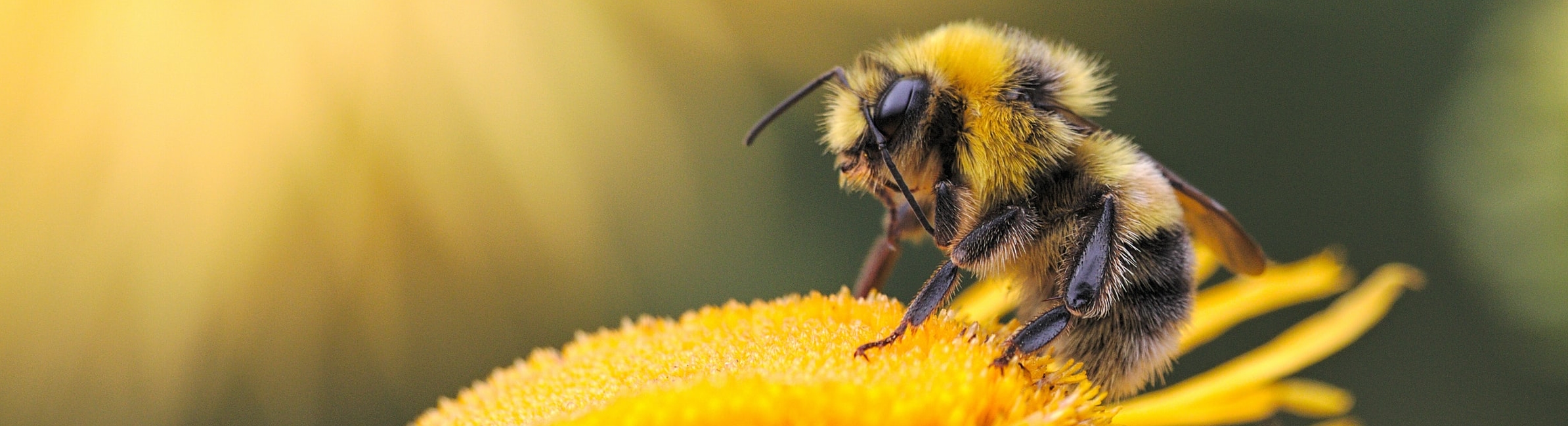 a bee on a flower