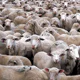 Rough markets cull the advisory herd but in a healthy way, new Cerulli data shows 