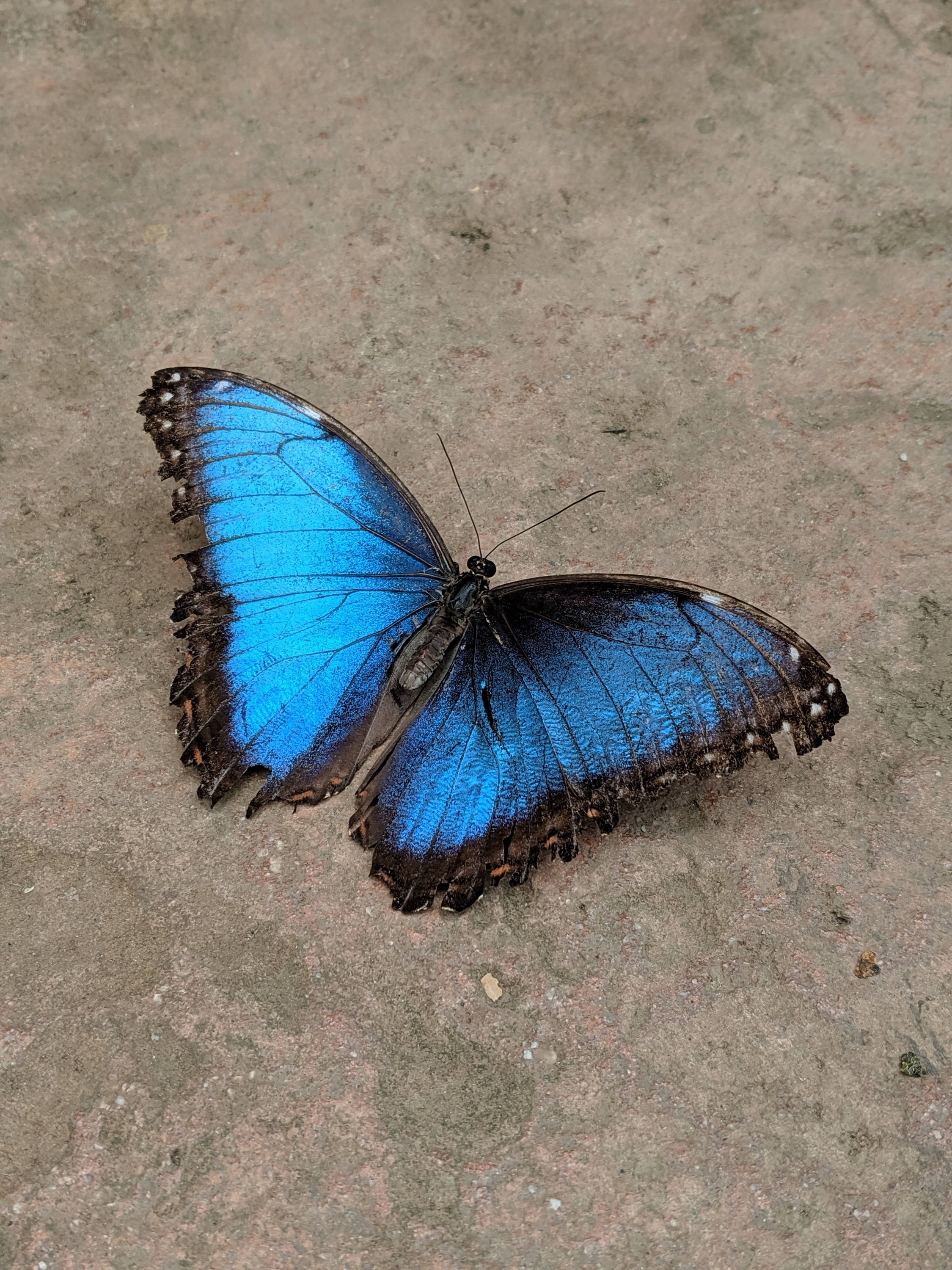 Cypris Materials uses the blue morpho butterfly for inspiration in the development of their colour coating technology. They say their technology is able to achieve all the colours of the rainbow without any toxic dyes or pigments.