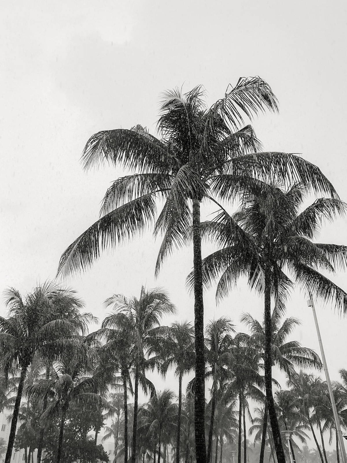 Palm tree photography with REFINED I black and white preset