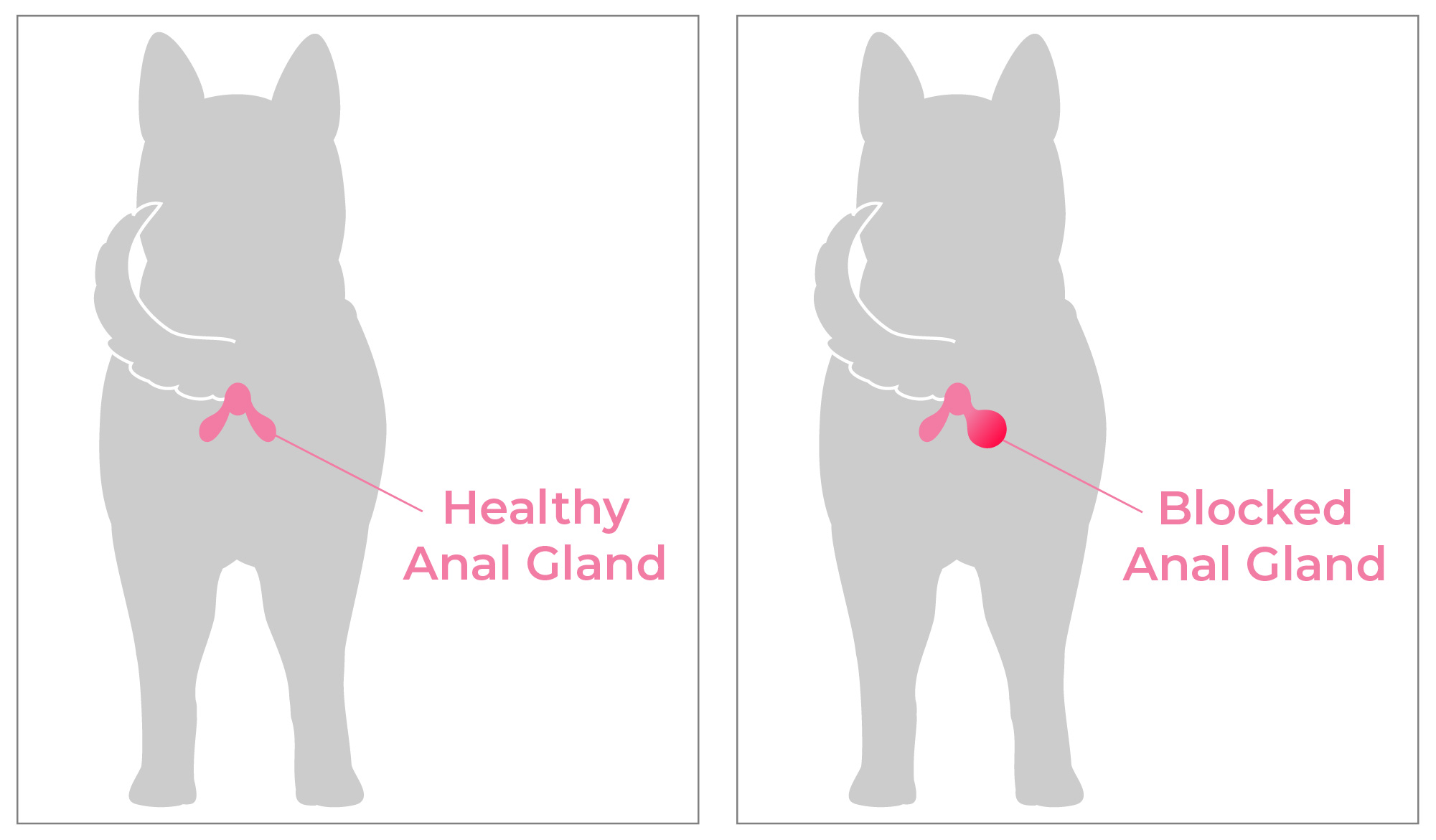 Diagram showing anal gland expression process