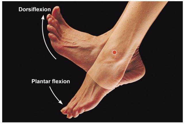 Ankle motion dorsiflexion and plantar flexion