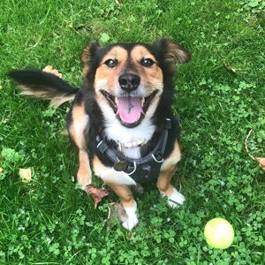 Pet Hotel For Our Honeymoon