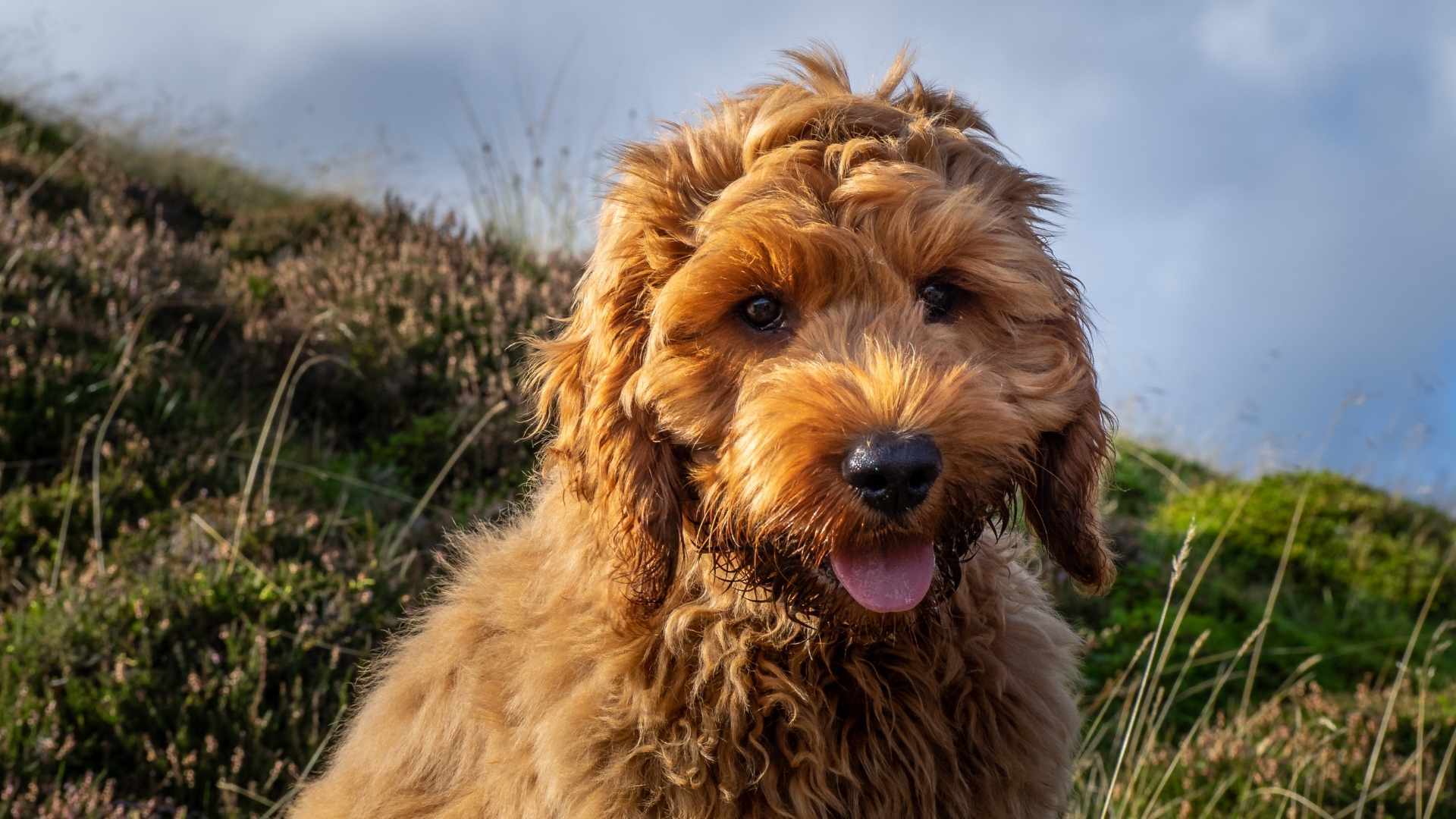 Hund lässt sich Bauch kraulen