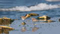 pair of curlews walking on wet sand at the seaside
