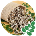 Moringa Seeds used to make the best moringa supplement