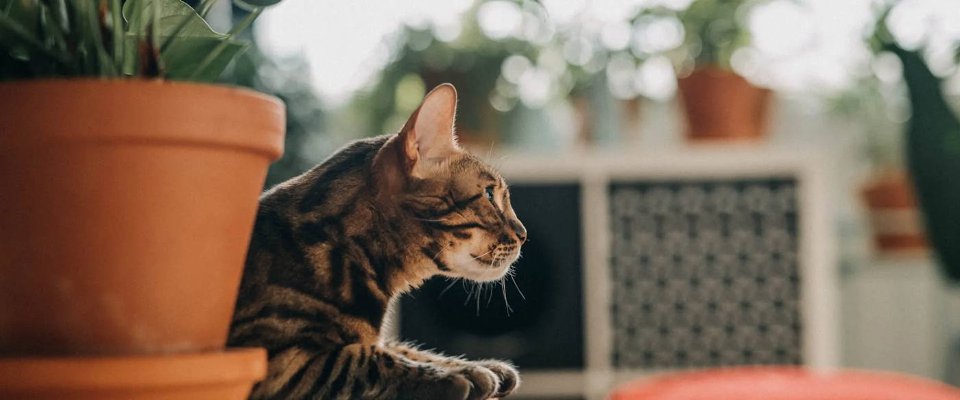 Lush collection of low-light houseplants safe for pets arranged on shelves
