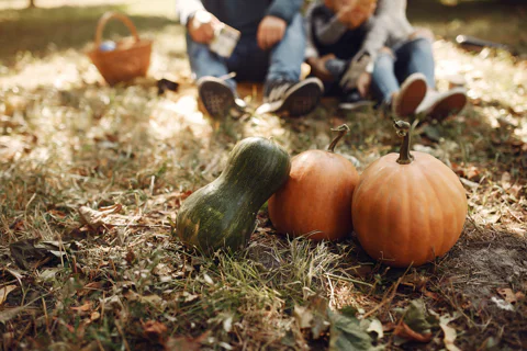 Three pumpkins (two orange, one green) lying on dry grass in a sunlit park, with a family sitting blurred in the background, enjoying a picnic.