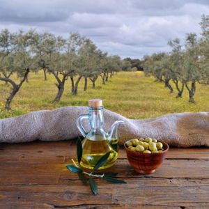 Olive Farm + Olive Oil Tasting in Portugal
