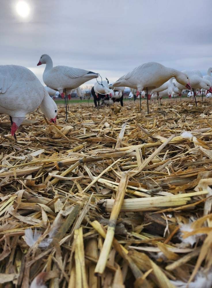Snow goose decoys close-up at dawn