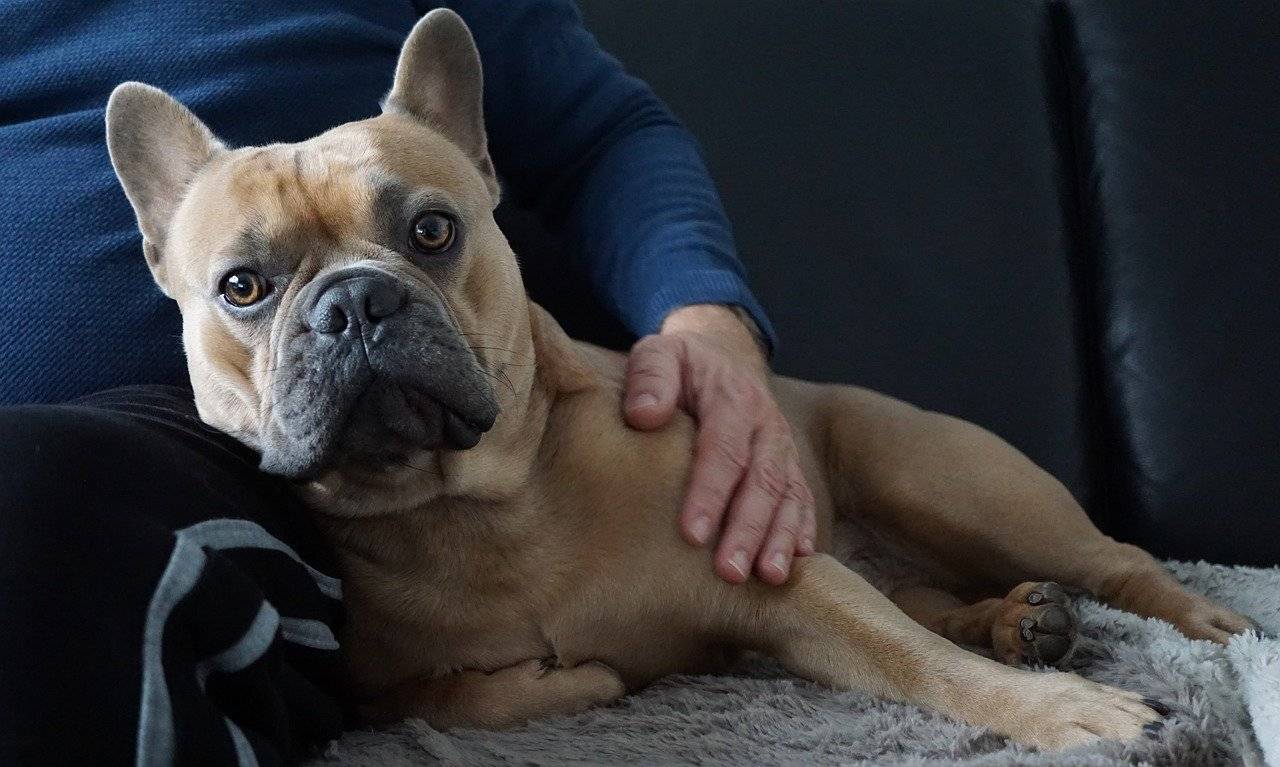 what size crate for my french bulldog