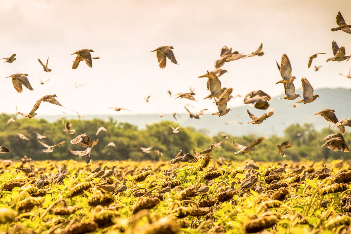 Doves rising off a golden field at first light