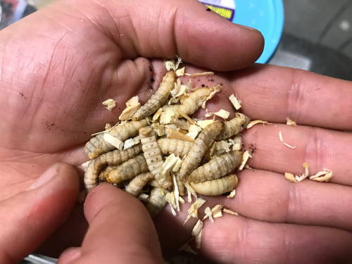 Crappie Pan Fish Trout 12  ORG BH Rubber Wax Worm Grub Cream  Wet Fly