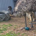 male-emu-caring-for-hatching-egg