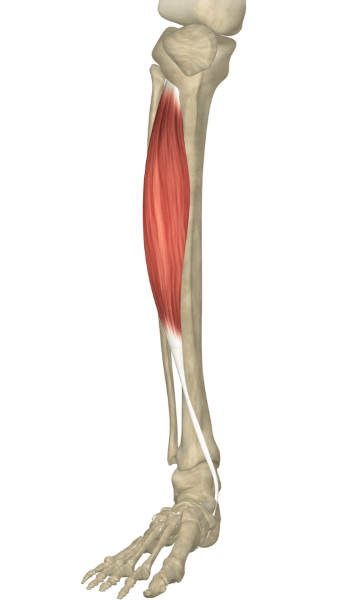 Tibialis anterior for anterior shin splints