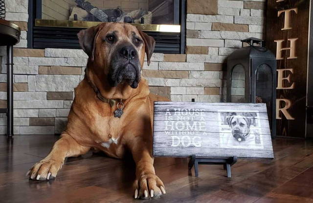 English Mastiff and personalized canvas print with photo