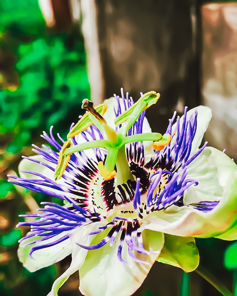 A passionflower in full bloom