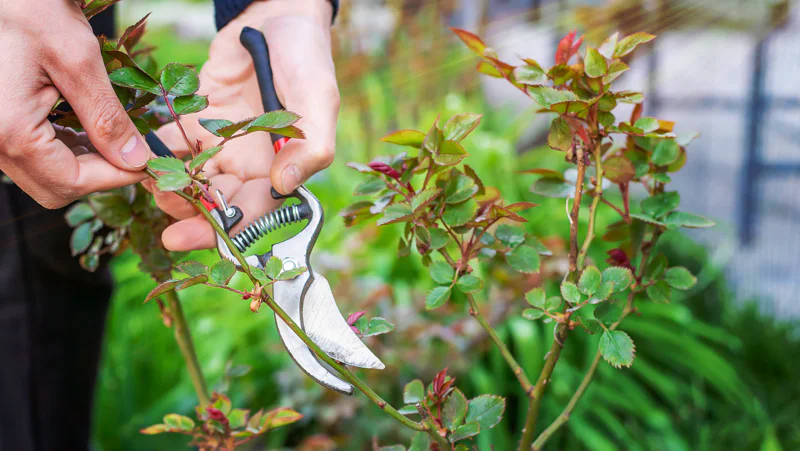 Gardener pruning a rose just above a bud