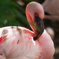 Pink flamingo in nature