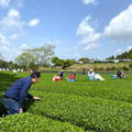 uzen founder, Eijiiro Tsukada, leans over tea plants during  an ichibancha community event. Groups of tea-lovers lean over plants in the background.