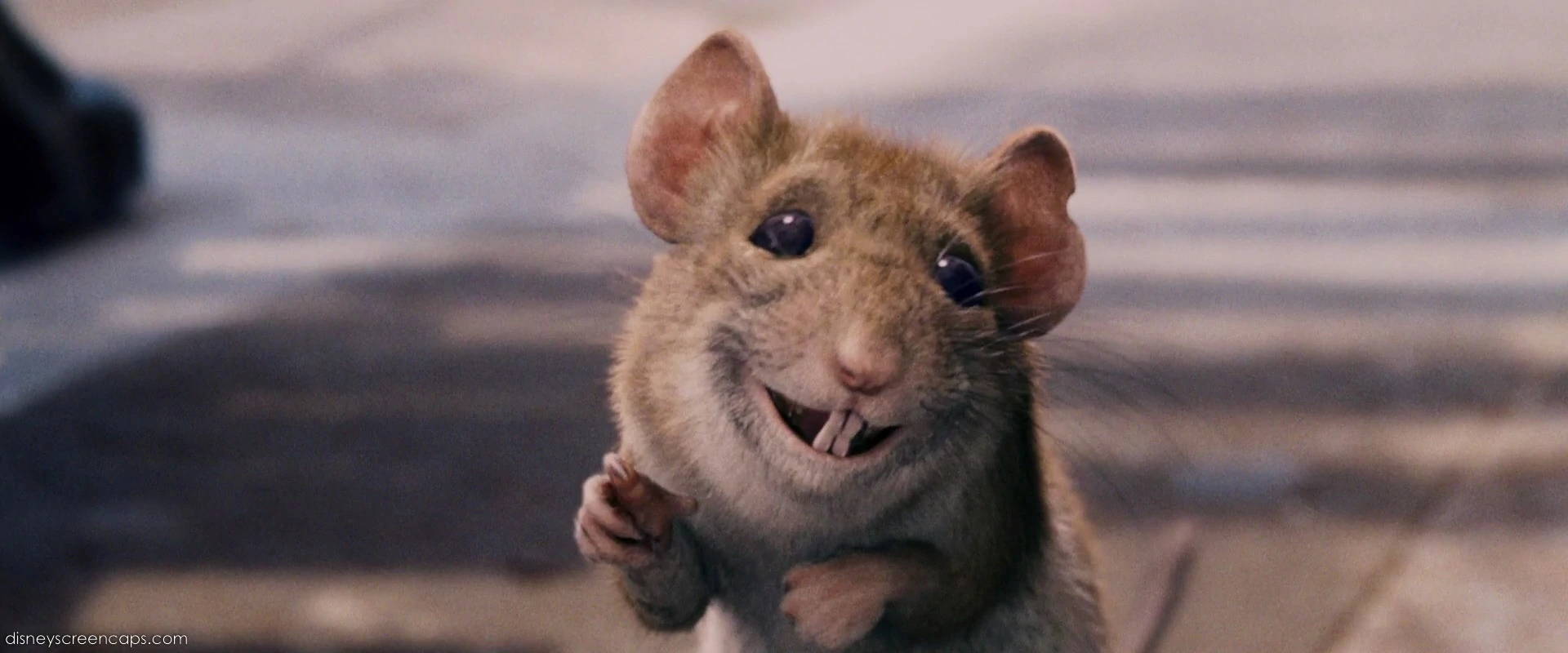 are chihuahuas related to rats