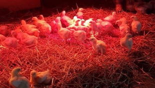 bauerngut schiefelbusch küken