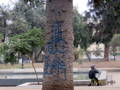 Graffiti Removal from Tree Bark