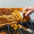 uncapping_honey_with_decapping_tool uncapping_honey_with_decapping_tool