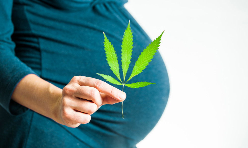 Pregant woman holds cannabis leaf
