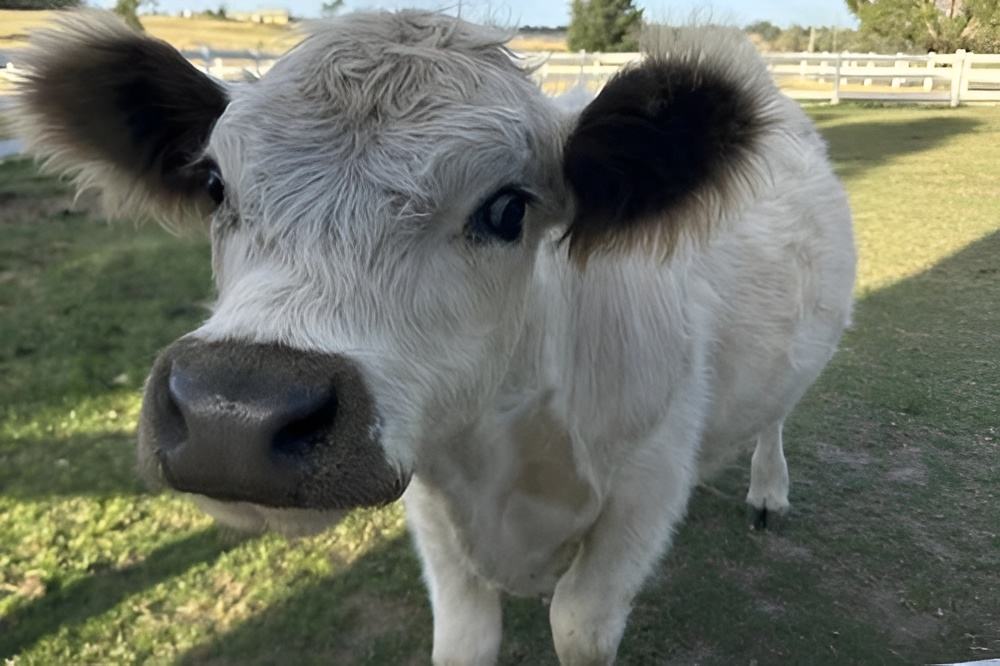 Mini Munchers Petting Zoo Voucher - Image 6