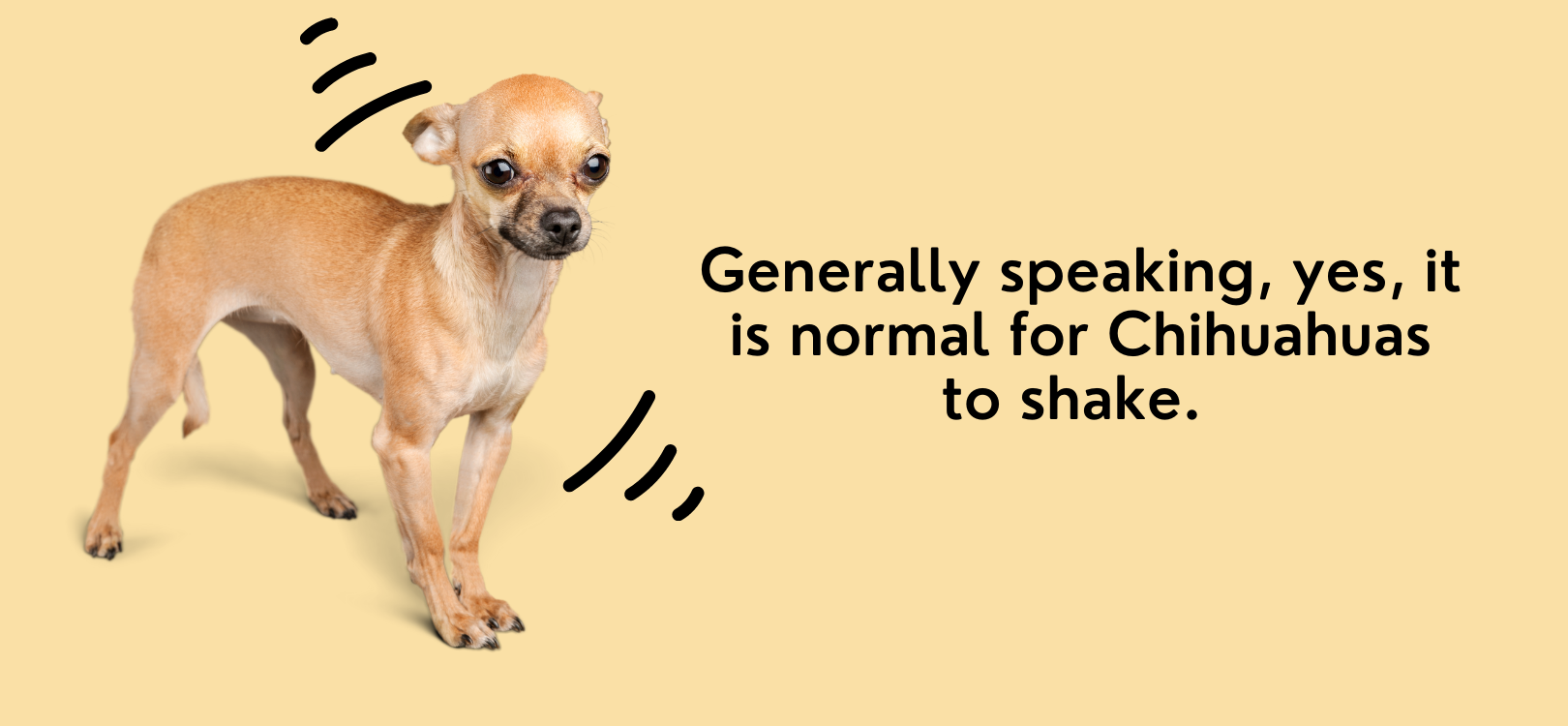 why do chihuahuas shake so much