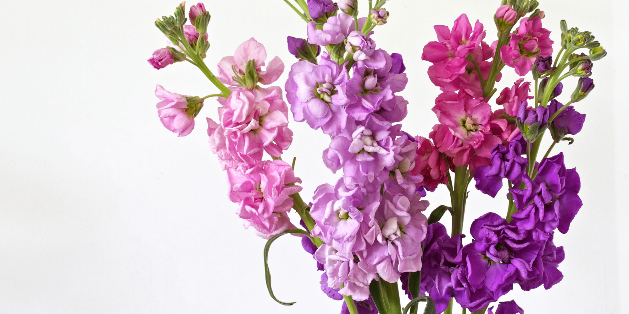 Drawing Flowers: Florist Stock (Matthiola) promotional image