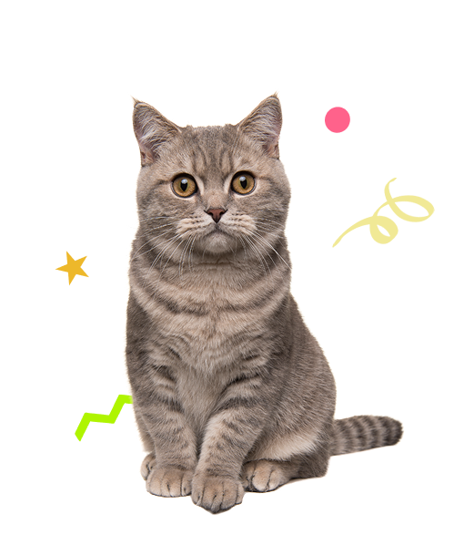 imagen gato 5