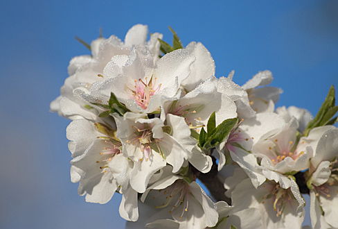  Pollensa
- Mandelblüte Frühlingsbeginn im Nord Mallorca