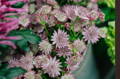 Astrantia stems at the Wild at Heart store in Liberty London