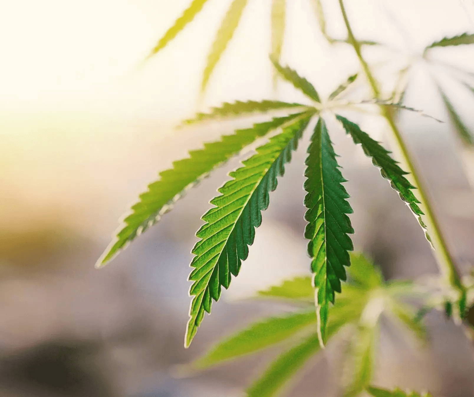 cbd for sleep sunsoaked cannabis plant