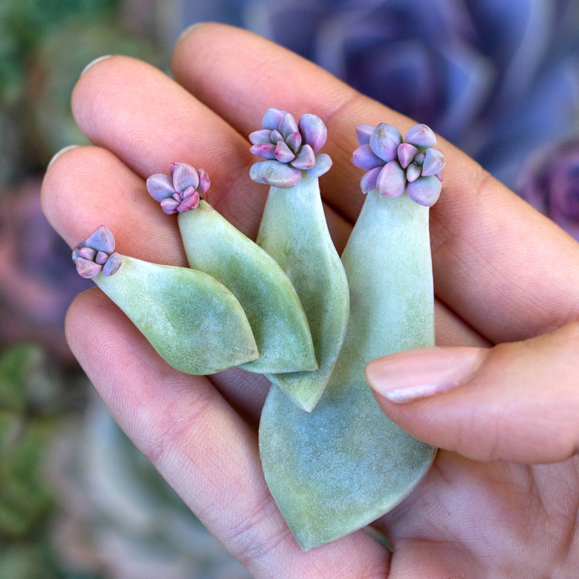 Getting Started with Succulent Leaf Propagation – Botanical Bright ...