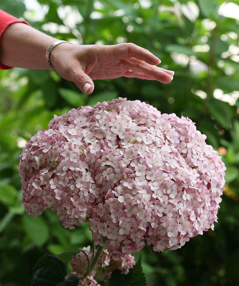 Hand reaching toward pink hydrangea flower