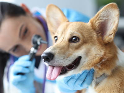 Identifying Ear Infections in Dogs 