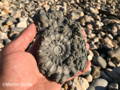 pyrite ammonite fossil hunting charmouth find