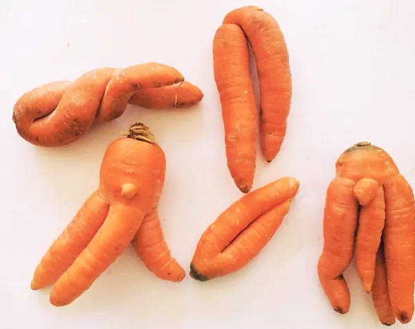 Multiple small and ugly orange carrots