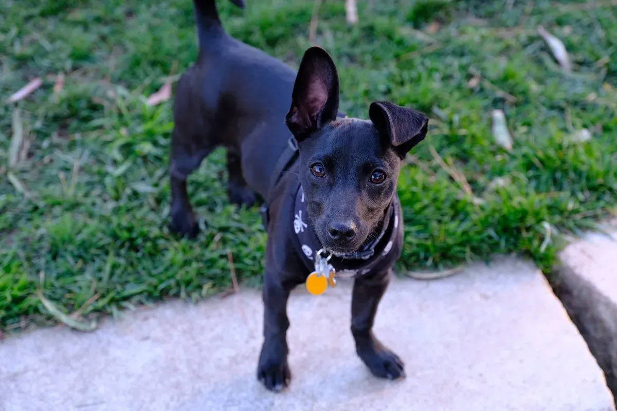 yellow lab chihuahua mix