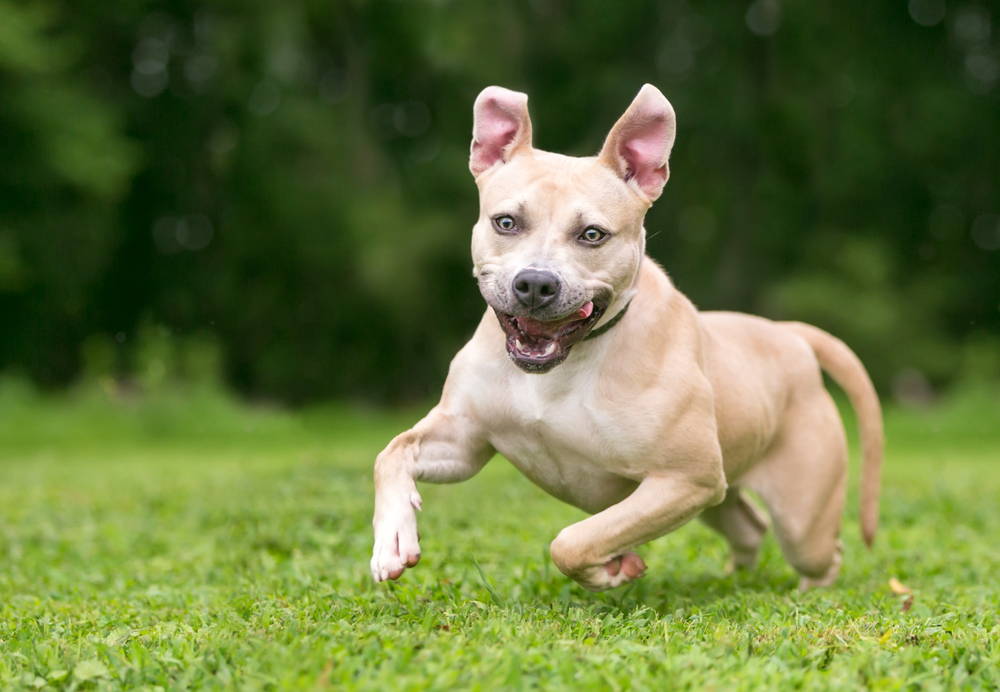 Excited pit bull dog with zoomies playing outside