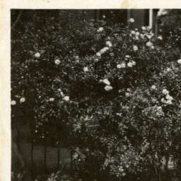 list image