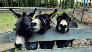 sonnenlandpark wintersaison esel ohne schnee web