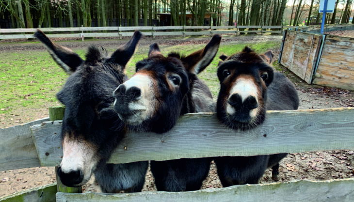 sonnenlandpark wintersaison esel ohne schnee web