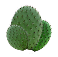 kaktussalbe 
